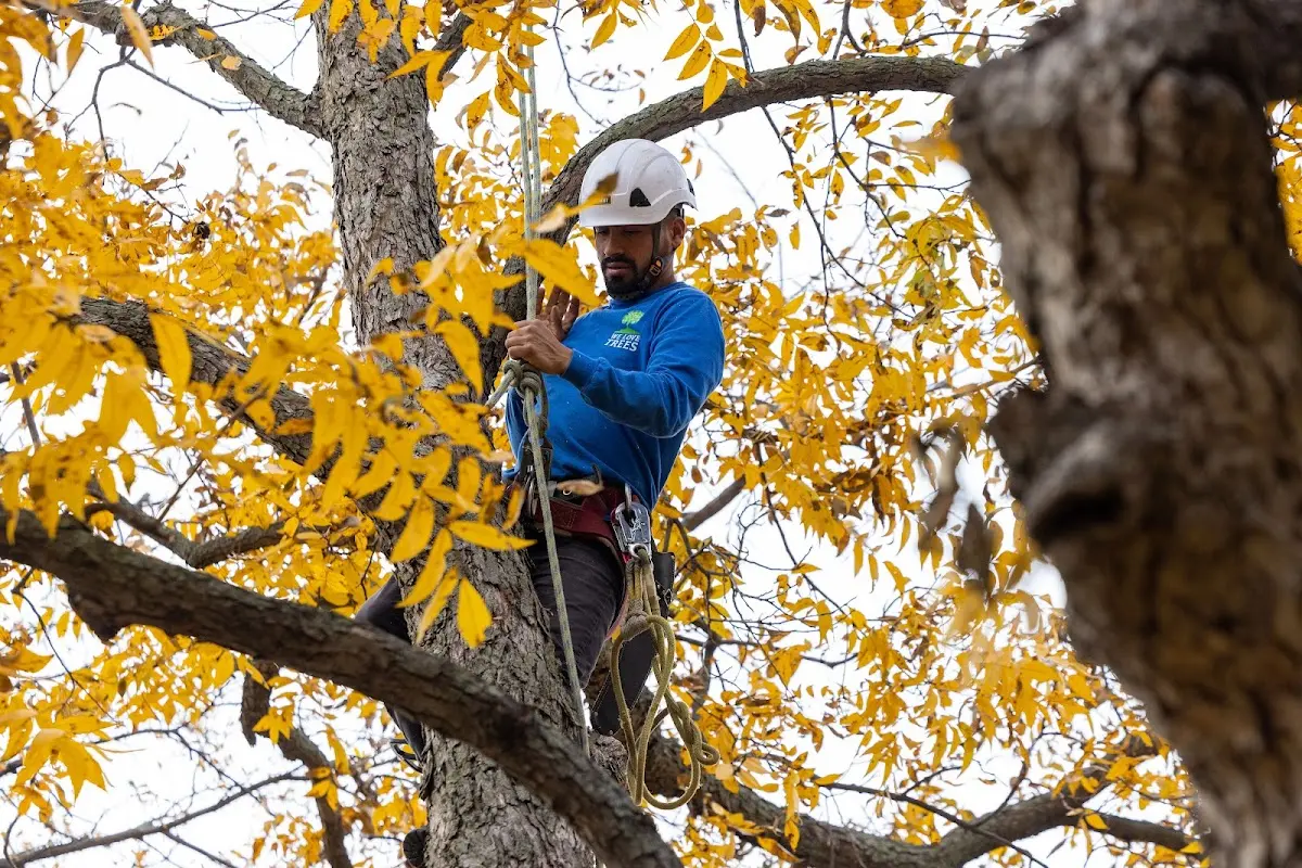 Skilled Tree Pruning crew working in Cheyenne Wells